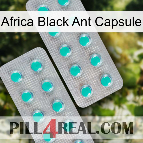 Africa Black Ant Capsule 29